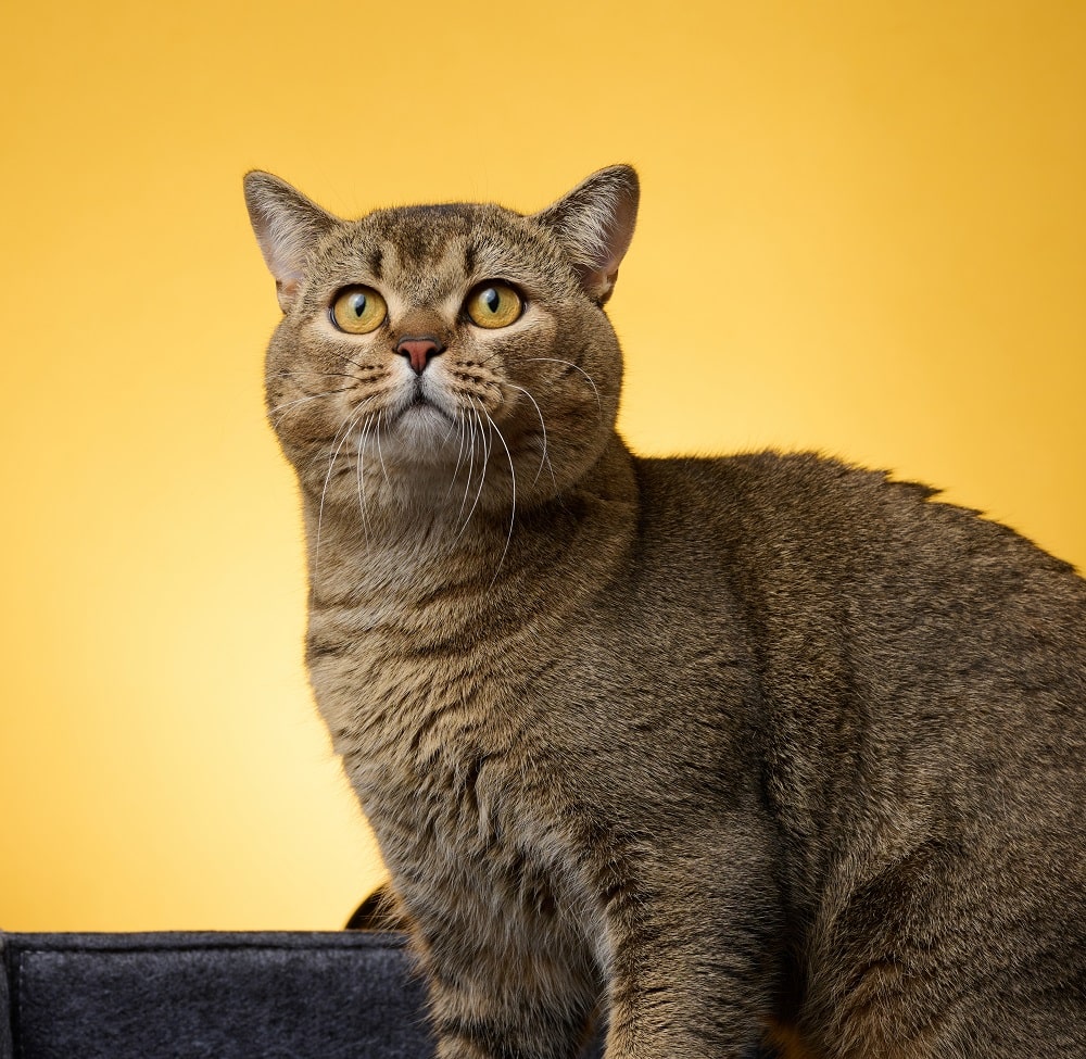gray cat